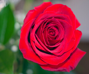 Close up of a red rose. 