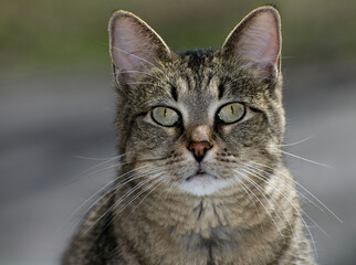 Close up of a small tabby cat. 