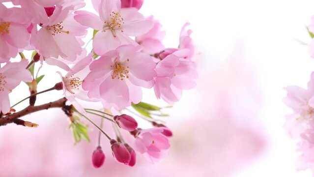 満開の思川桜のフィックス撮影　クローズアップ