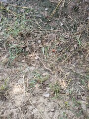 ants on the grass