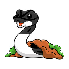 Cute panda pied ball python cartoon out from hole