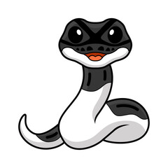 Cute panda pied ball python cartoon