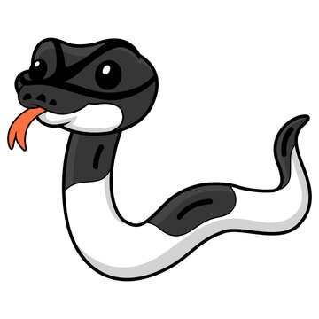 Cute panda pied ball python cartoon