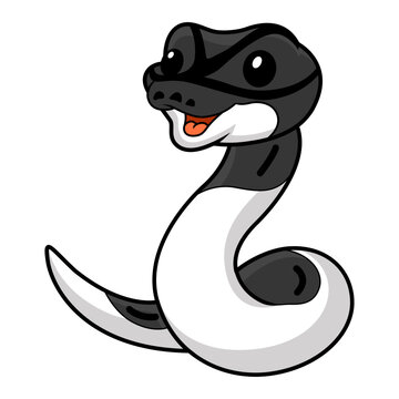 Cute panda pied ball python cartoon
