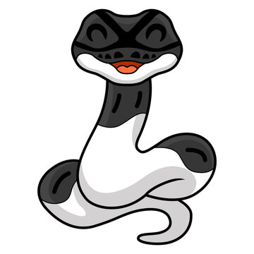 Cute panda pied ball python cartoon