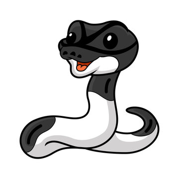 Cute panda pied ball python cartoon