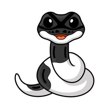 Cute panda pied ball python cartoon