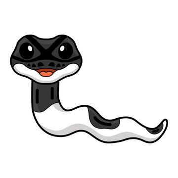 Cute panda pied ball python cartoon