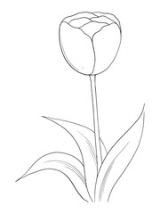 Hand drawn of tulip on white background. Tulip outline art drawing. Vintage vector illustration.