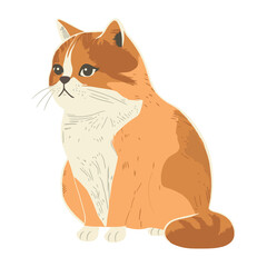 Cute kitten sitting isolated on white background