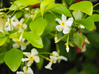 白い花　テイカカズラ