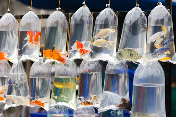 Various colorful ornamental fish are kept in inflated transparent plastic bags for sale in pet store or market.