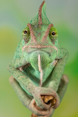 The veiled chameleon (Chamaeleo calyptratus) is a species of chameleon (family Chamaeleonidae) native to the Arabian Peninsula