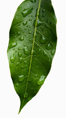 green mango leaf with drops of water in close up and detail isolated white background