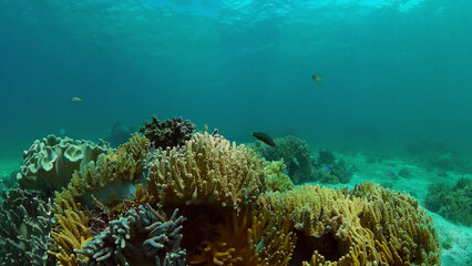 Underwater fish garden reef. Reef coral scene. Coral garden seascape. Philippines.