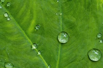 green taro leaf with drops of water in close up and detail
