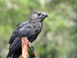 Crotophaga ani
Linnaeus, 1758/Smooth-billed Ani