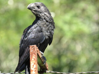 Crotophaga ani
Linnaeus, 1758/Smooth-billed Ani