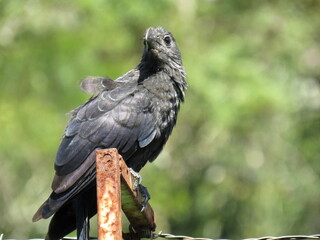 Smooth-billed Ani/Crotophaga ani
Linnaeus, 1758