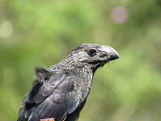 Smooth-billed Ani/Crotophaga ani
Linnaeus, 1758