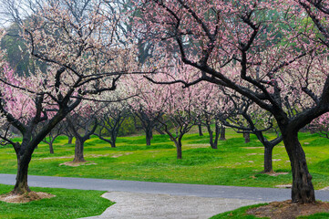 Wuhan East Lake plum blossom Garden Spring Scenery