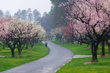 Wuhan East Lake plum blossom Garden Spring Scenery