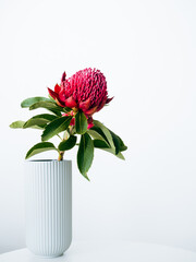 Red Waratah flower in a vase