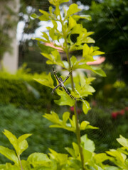 Aranha na teia formada entre as plantas