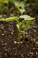 Young kidney bean sprouts growing in the garden 