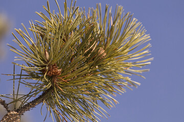Pine Needles in the Winter