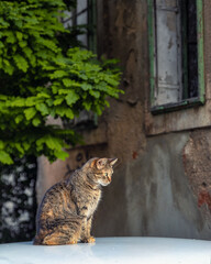 Cute cat sitting on a car in Mostar, Bosnia and Herzegovina - 589367833