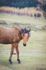 A horse grazing in amazing countryside autumn landscape of Kyrgyzstan - 589367848