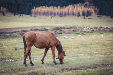 A horse grazing in amazing countryside autumn landscape of Kyrgyzstan - 589367856