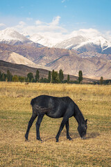 A horse grazing in amazing countryside autumn landscape of Kyrgyzstan - 589367865
