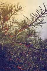 Sea buckthorn bush branches with fresh berries growing background image - 589367880