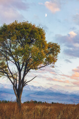 Lonely tree view and colorful sunset in Kyrgyzstan with beautiful nature around - 589367886
