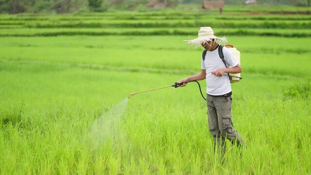 Rice field farmer spraying farm with pesticide, insecticide and fertilizer, Asia
