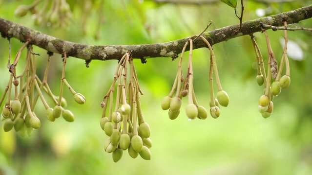 Dolly, durian flower bud growing o tree, king of fruit flowering
