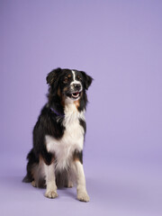 portrait of a beautiful dog on lilac background. Australian shepherd. Sweet Pet in the studio