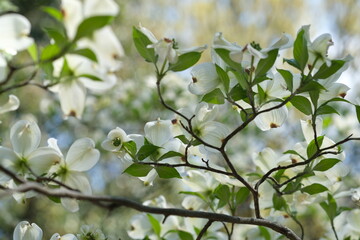 白いハナミズキ