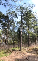 Fototapeta premium trees in the forest