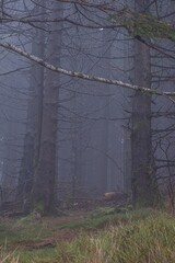 Miro Lange - Schauinsland Wald Nebel Deutschland