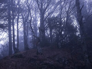 Miro Lange - Schauinsland Wald Nebel Deutschland