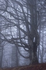 Miro Lange - Schauinsland Wald Nebel Deutschland