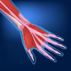 Obraz na płótnie Canvas Rendering of a hand with muscles and tendons on a blue background. neon medical illustration