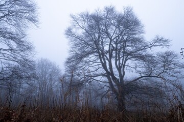 Fototapeta na wymiar Miro Lange - Schauinsland Wald Nebel Deutschland