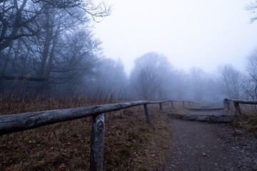 Miro Lange - Schauinsland Wald Nebel Deutschland