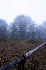 Miro Lange - Schauinsland Wald Nebel Deutschland