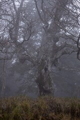 Miro Lange - Schauinsland Wald Nebel Deutschland