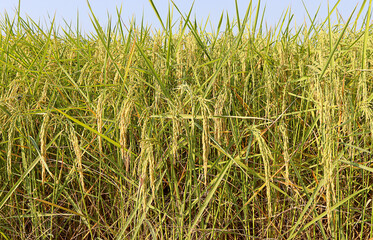 Beautiful golden rice field and ear of rice. Rice fields plantation, farm. organic asian rice farm and landscape agriculture.